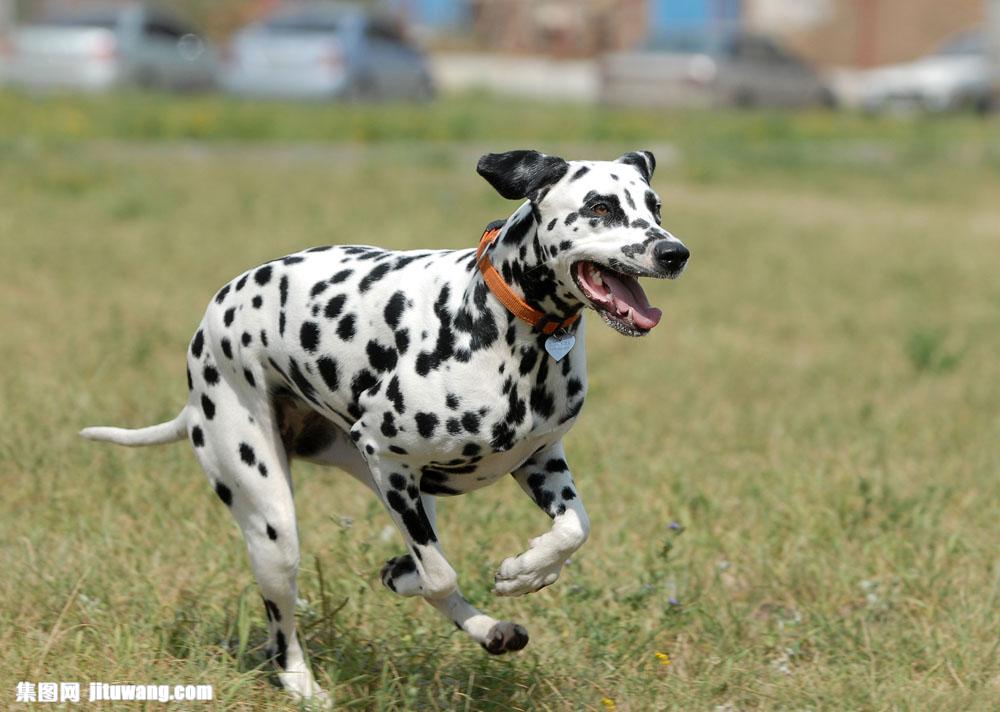 奔跑的斑点狗 图片素材下载-陆地动物-生物世界-图片
