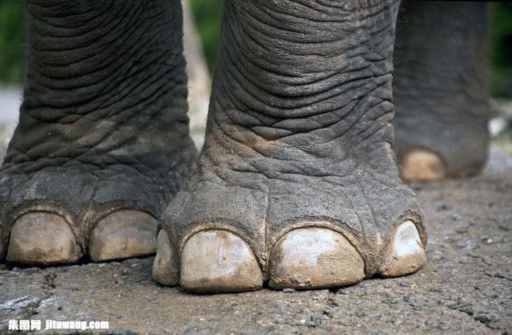 粗壮的大象脚 图片素材下载-陆地动物-生物世界-图片
