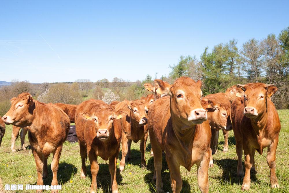 染性牛疾在牛群中传播迅猛,平均一头牛每隔6小