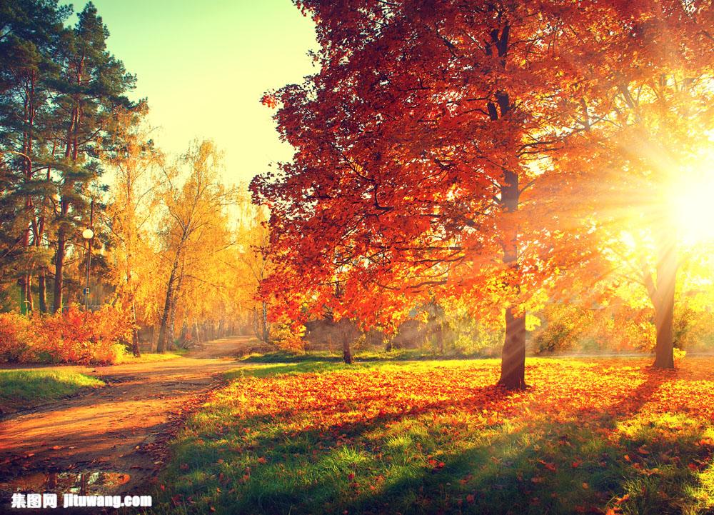 透过阳光的枫叶树图片素材下载(图片id:679043)_-自然