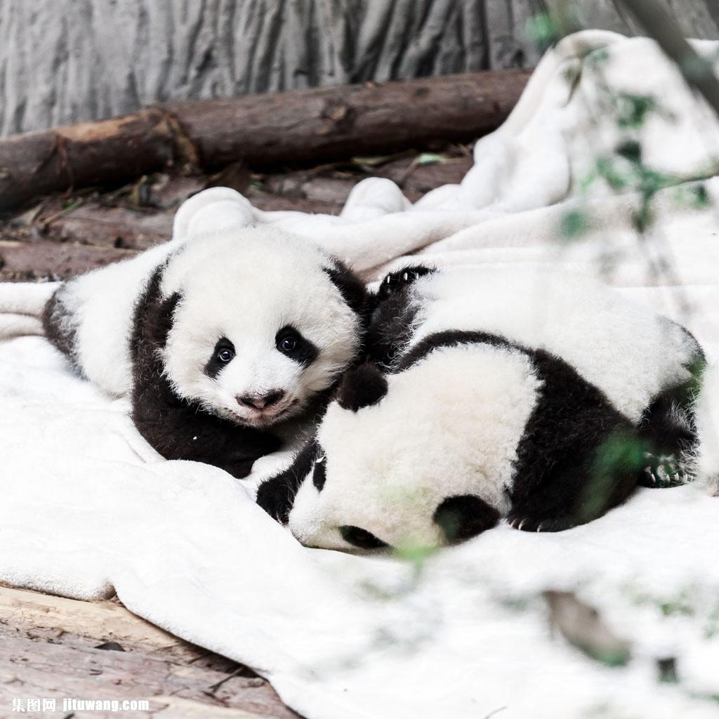 雪地熊猫图片