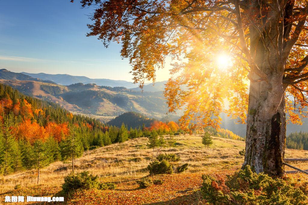 大树,阳光,秋季风景,秋天树木风景,树林风景,美丽景色,风景摄影,美景
