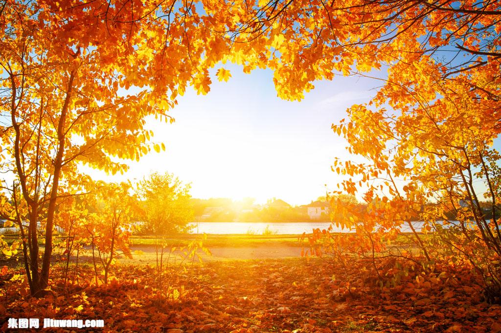 早晨,早上,阳光,落叶,黄叶,秋天树叶,秋天树林风景,树木风景,秋季美景