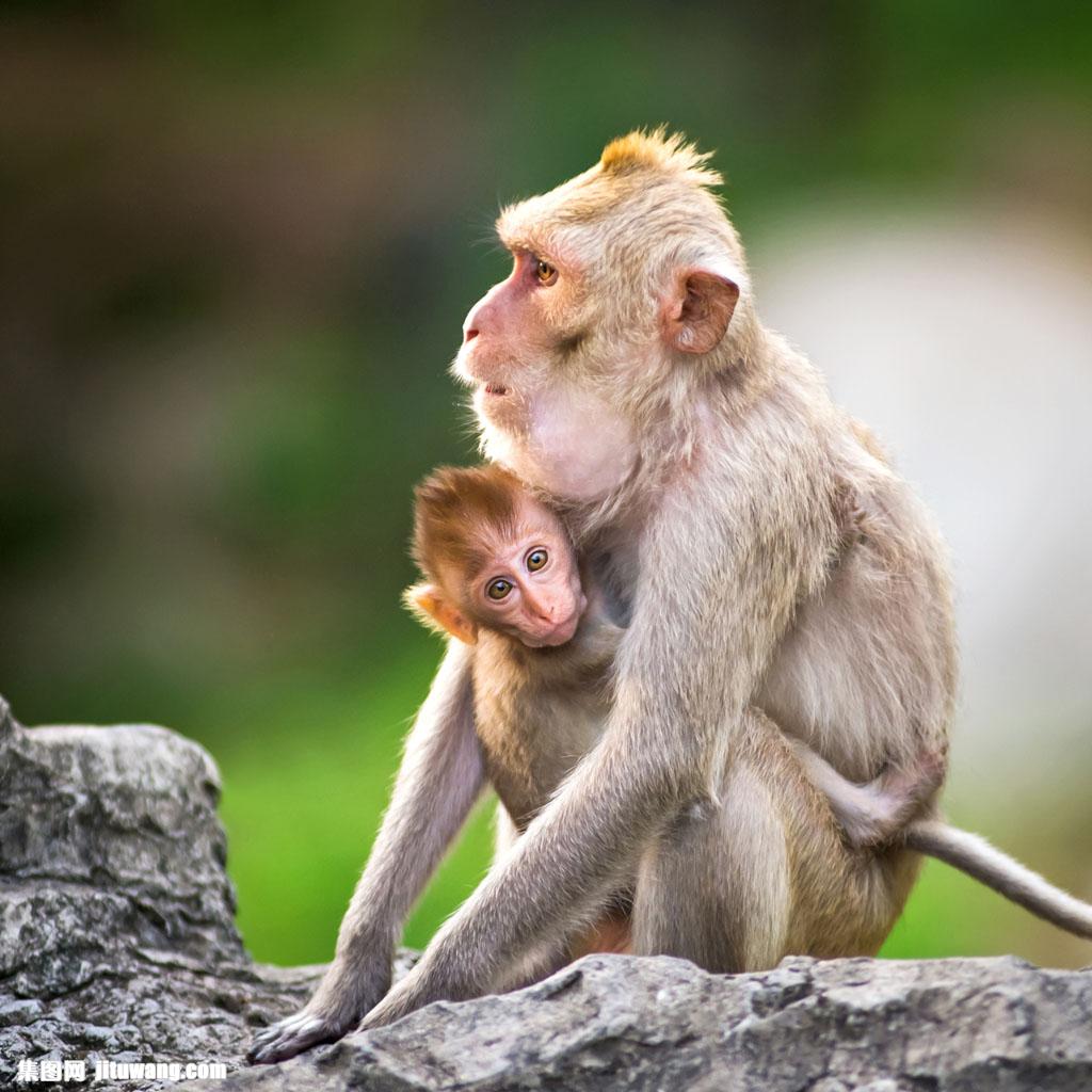 猴子母子图片