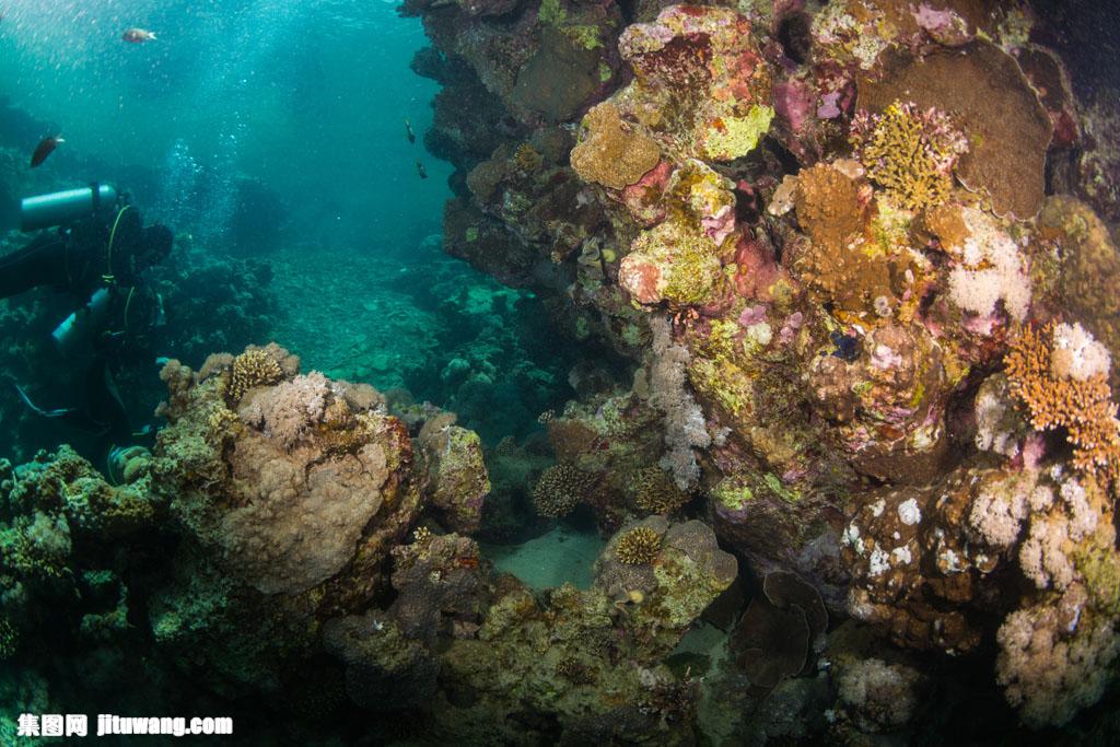 海底礁石小鱼 图片素材下载-水中生物-生物世界-图片素材 集图网