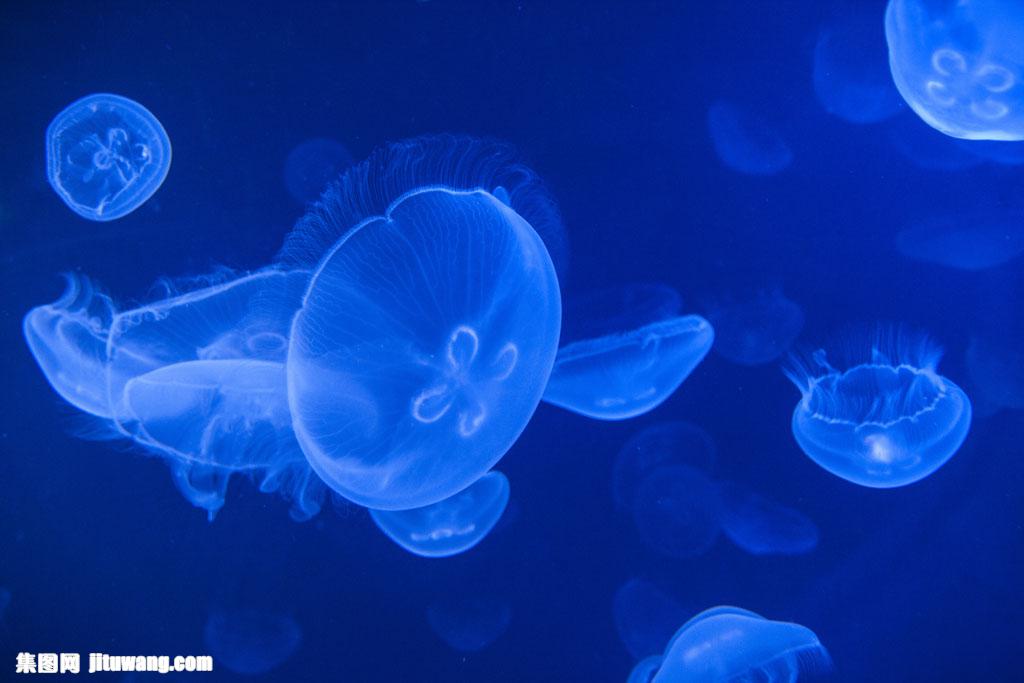 一群蓝色水母 图片素材下载-水中生物-生物世界-图片