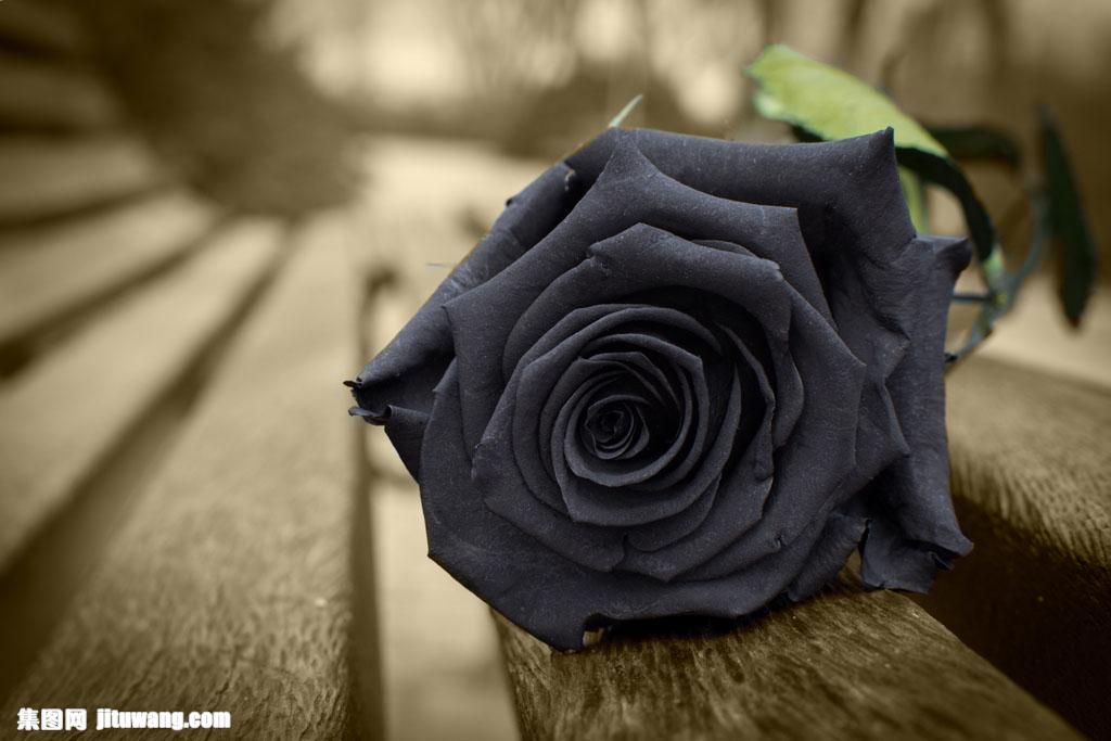 木板上的黑玫瑰花