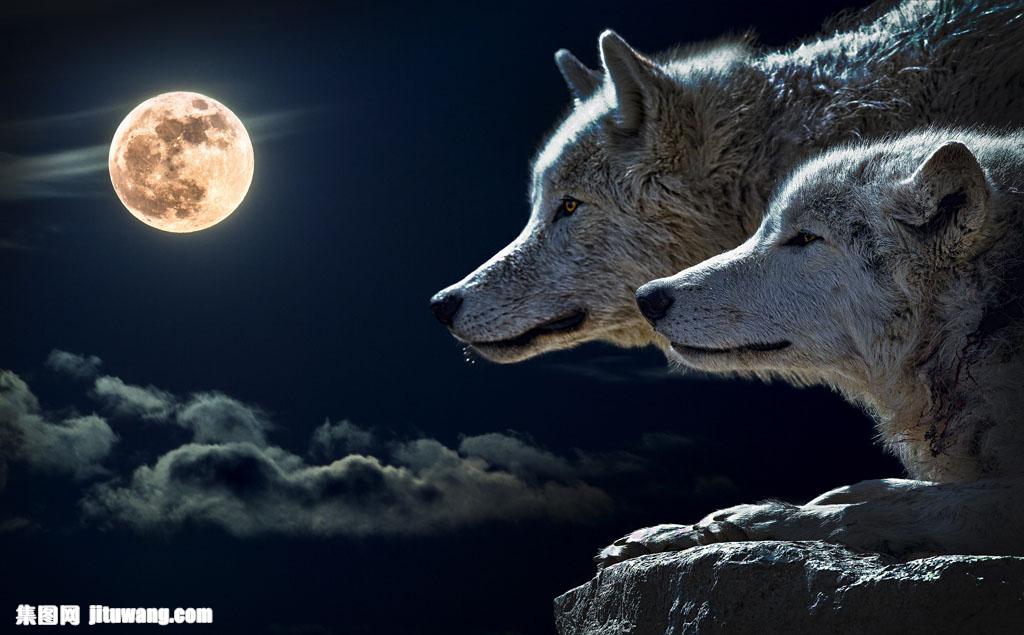 狼与月亮图片