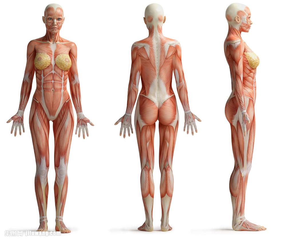 女性肌肉结构