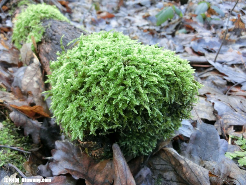 落叶树杆苔藓图片