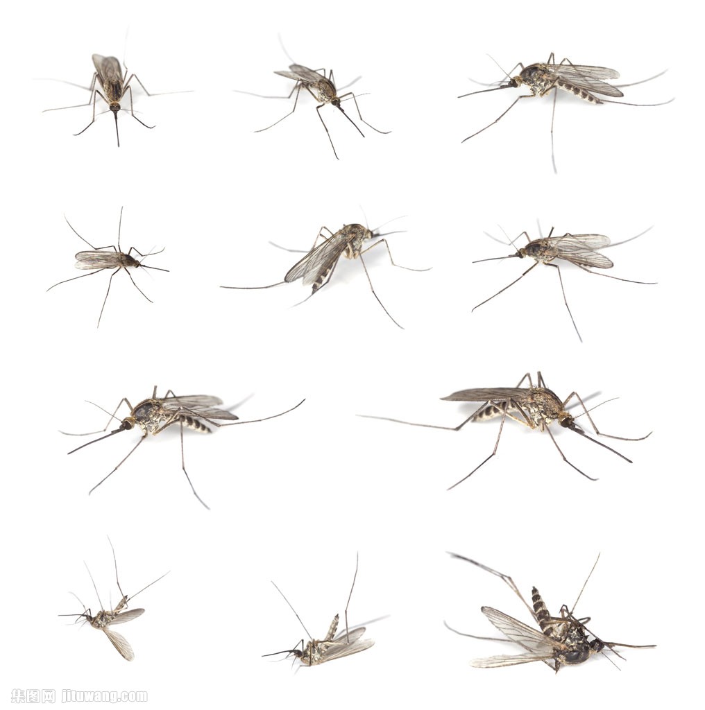 一群蚊子图片