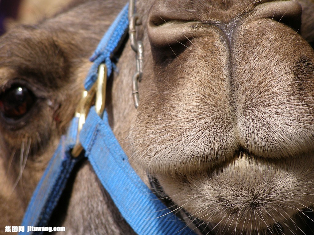 骆驼嘴巴特写图片