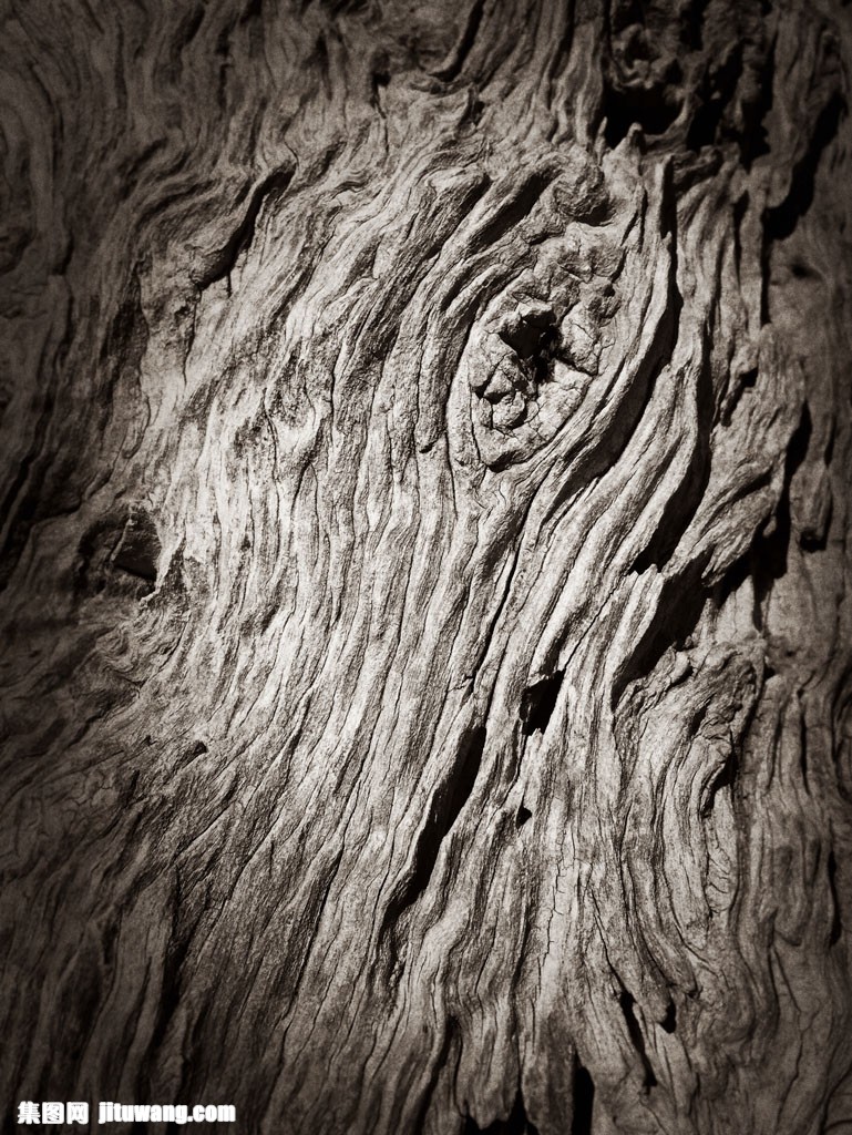 古老树皮图片