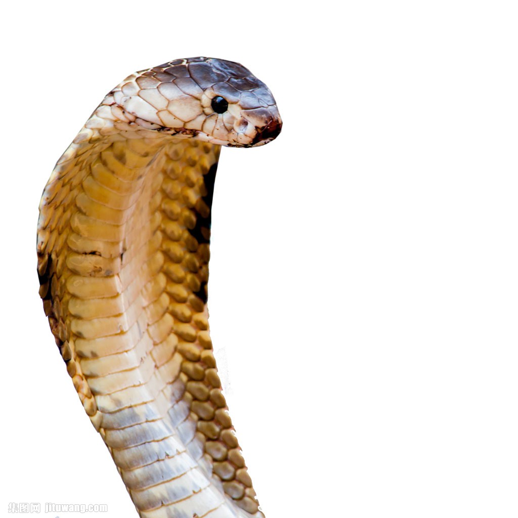 眼镜蛇蛇头图片