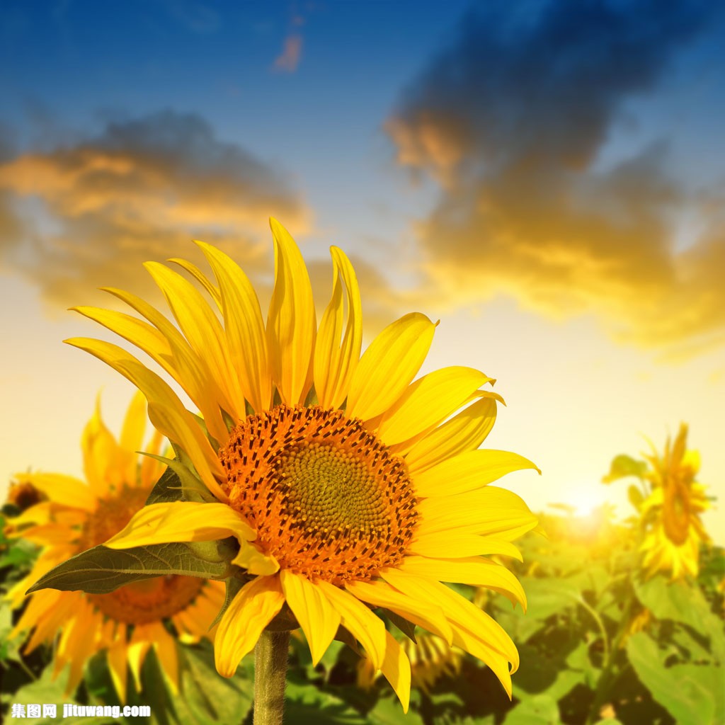 美丽向日葵风景 图片素材下载-自然风景-自然景观