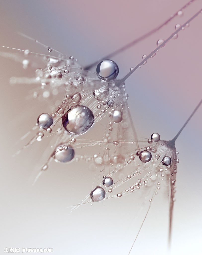蒲公英上的水珠图图片,水珠,露水,蒲公英,抽象背景,梦幻背景,虚化背景