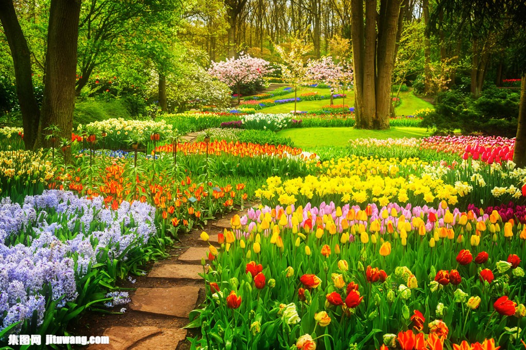 集图网 图片素材 花草树木 公园里的花朵图  收藏 关键词:公园里的