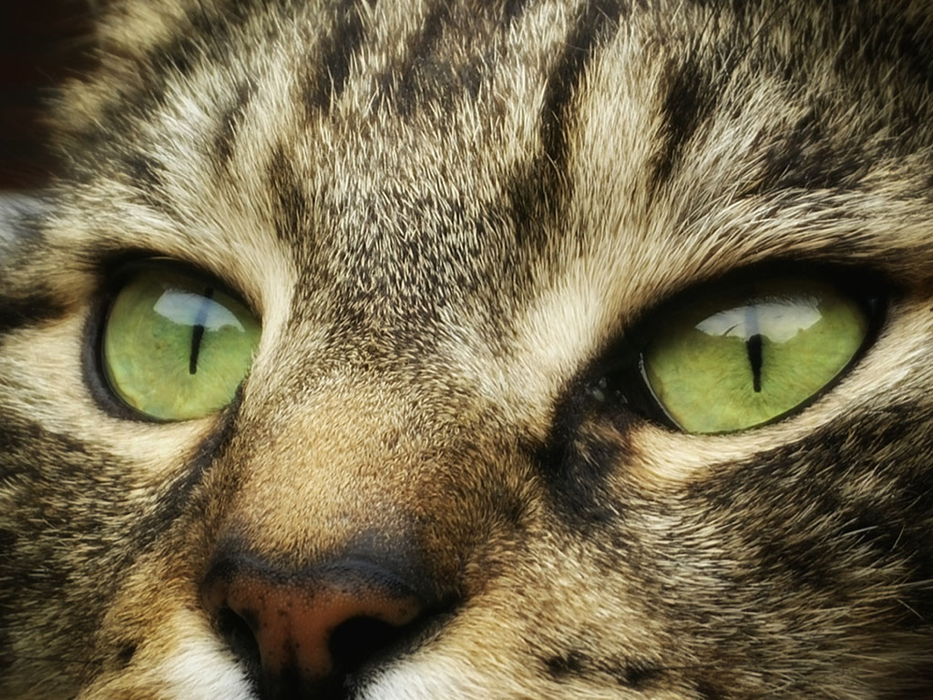 猫眼睛特写图片