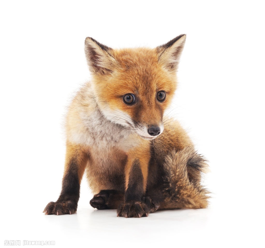 狐狸幼崽摄影图片