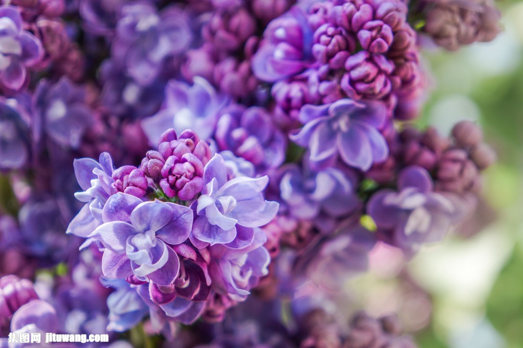 紫色丁香花图片