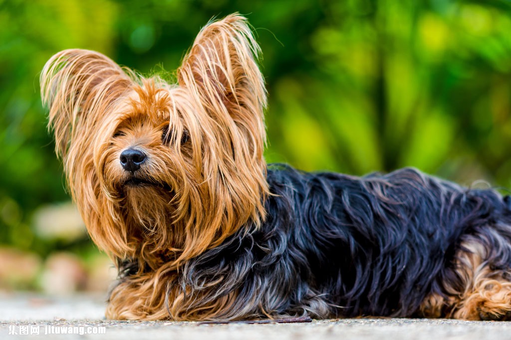 可爱约克犬图片