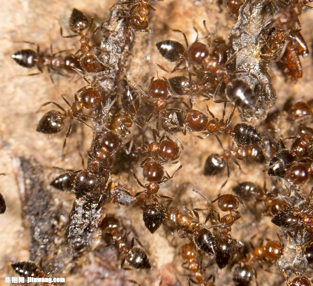 蚂蚁群摄影图片