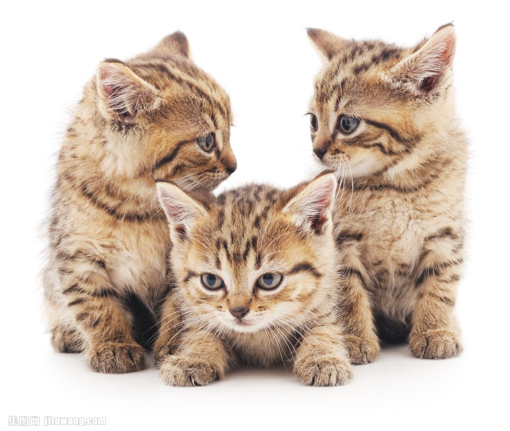 三只小猫 图片素材下载-陆地动物-生物世界-图片素材