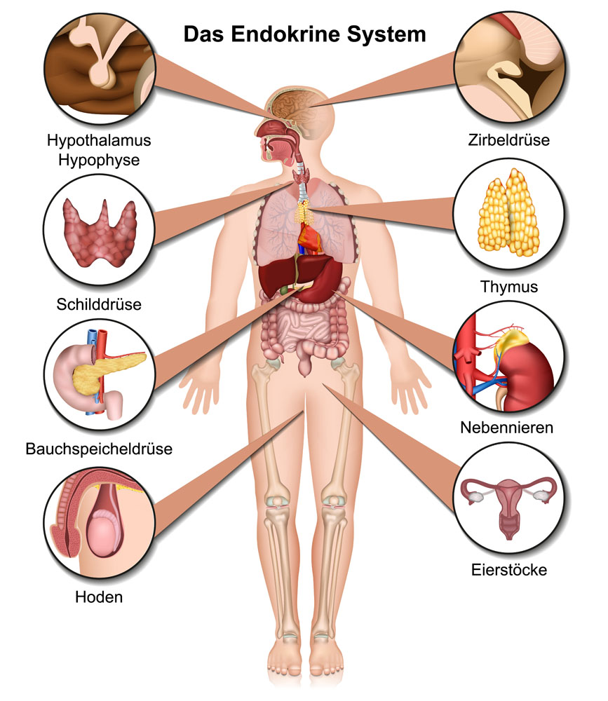 男性人体器官结构图片