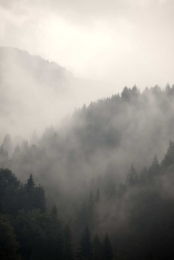 收藏 关键词:树林云雾风景图片下载,树林风景,云雾缭绕,森林风景,美丽