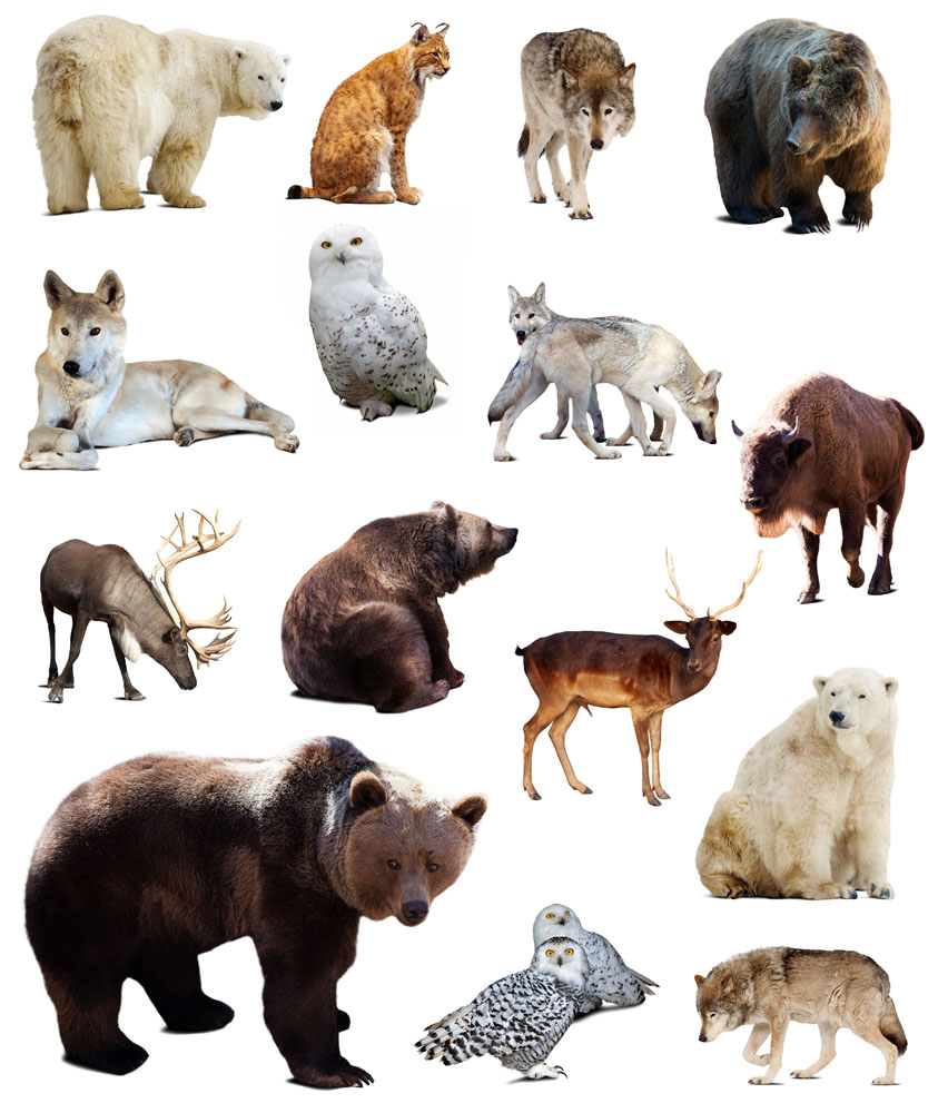 野生动物合集 图片素材下载-陆地动物-生物世界-图片