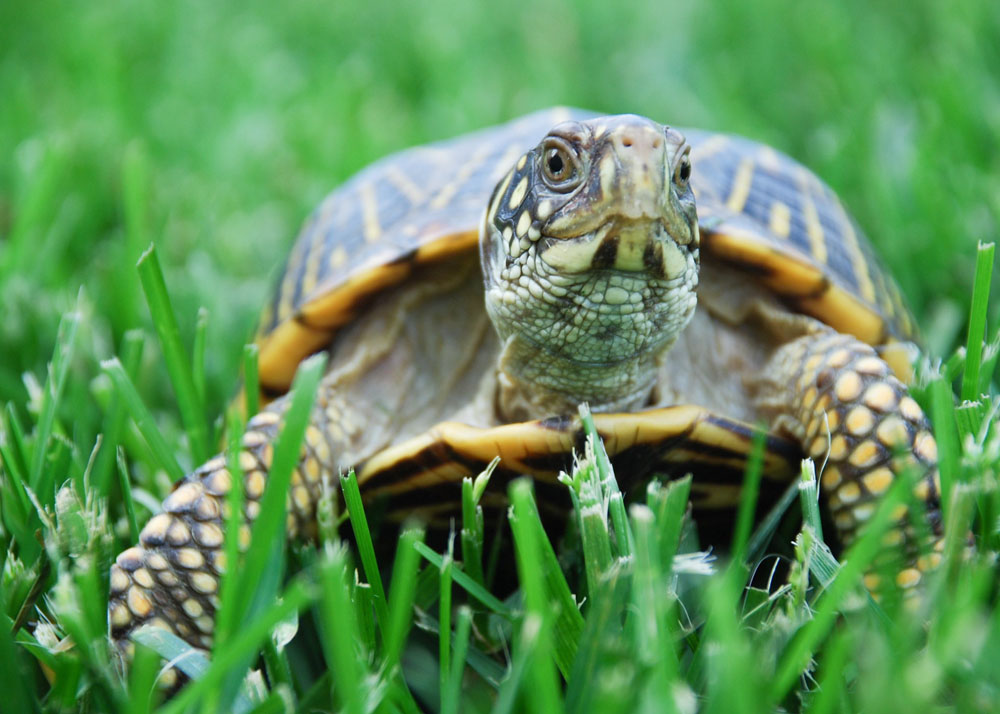 草地上的乌龟图图片