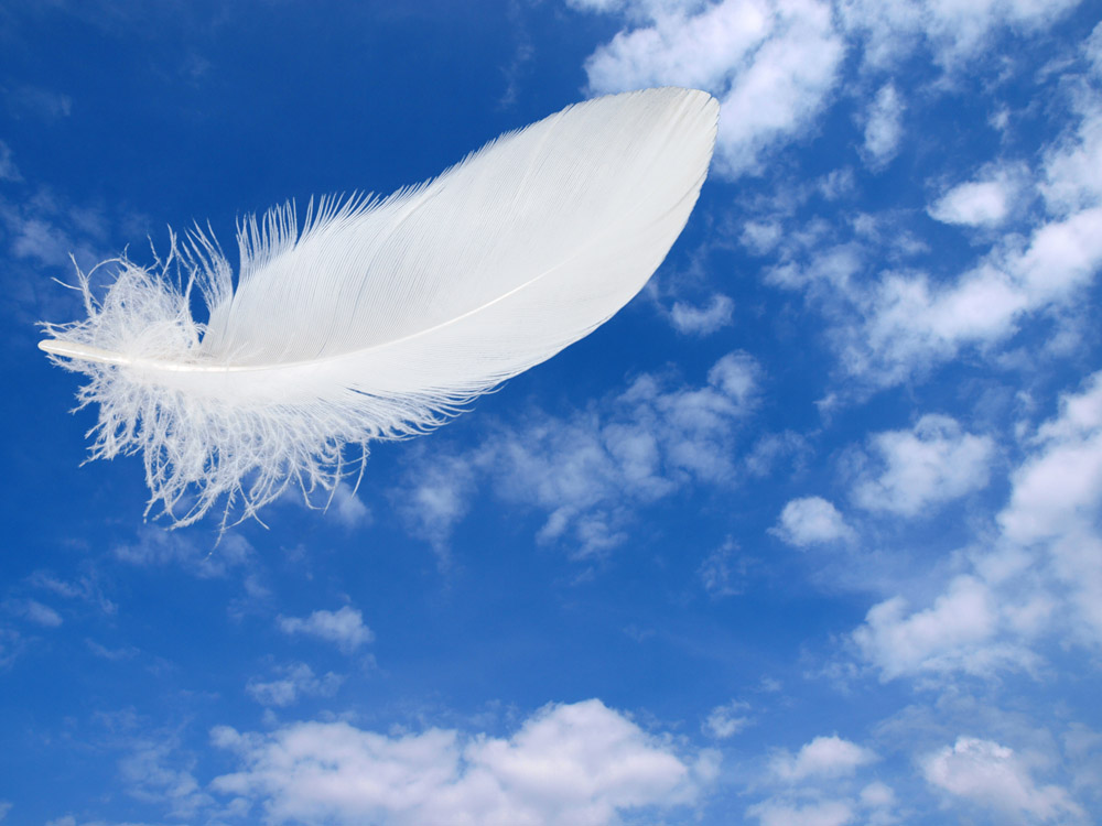 蓝天白云羽毛 图片素材下载-空中飞鸟-生物世界-图片
