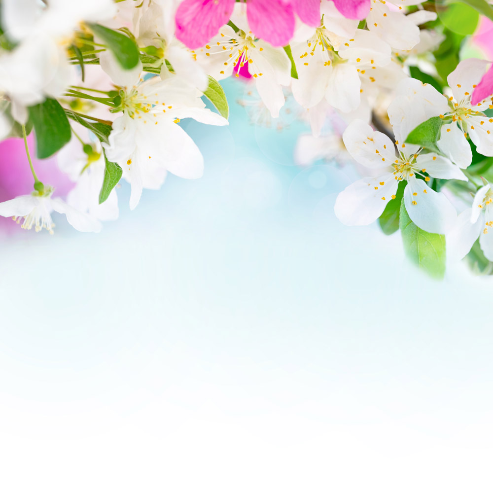 收藏 关键词:美丽鲜花蓝色背景图片下载,梨花,粉色花朵,鲜花背景