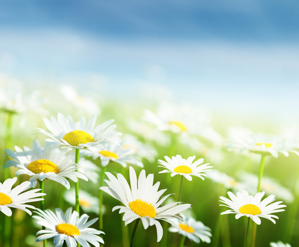 自然风景 白色鲜花风景  收藏 关键词:白色鲜花风景图片下载,白色花朵
