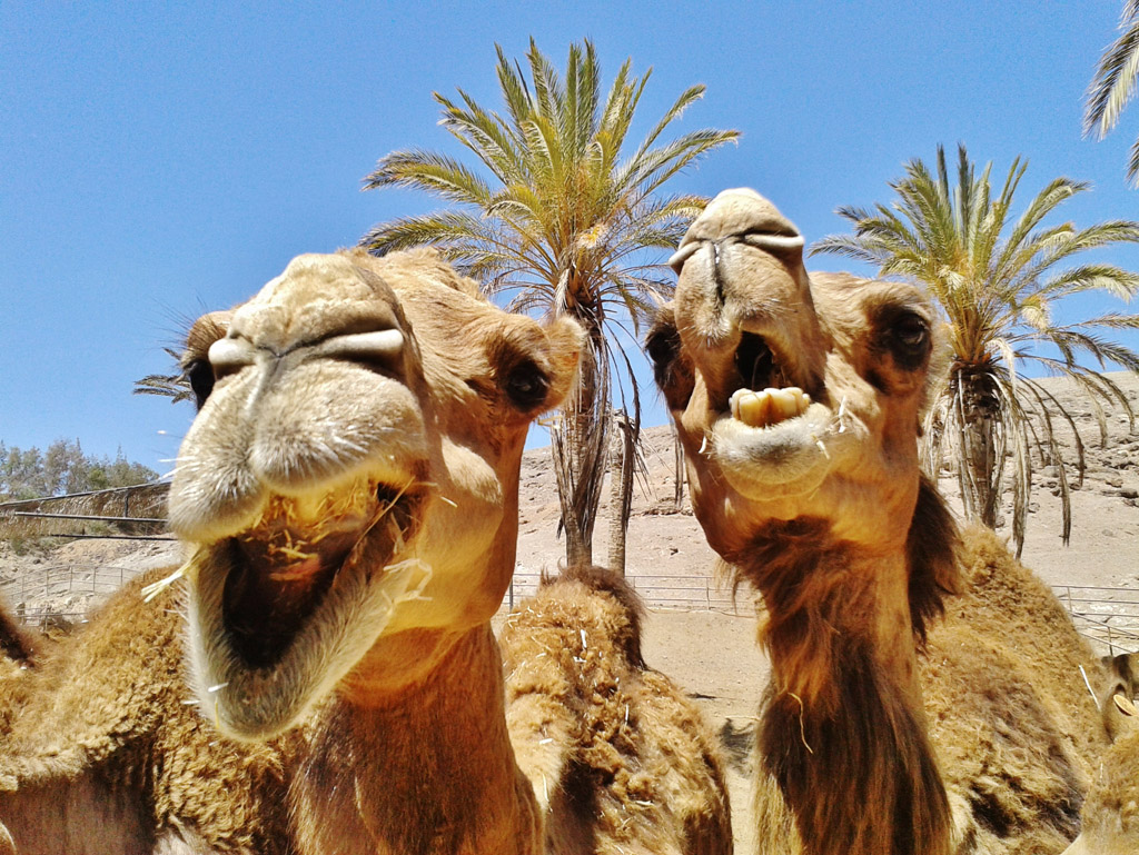 张嘴的骆驼图片
