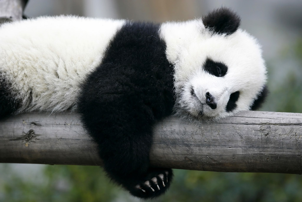 趴树上的熊猫图片