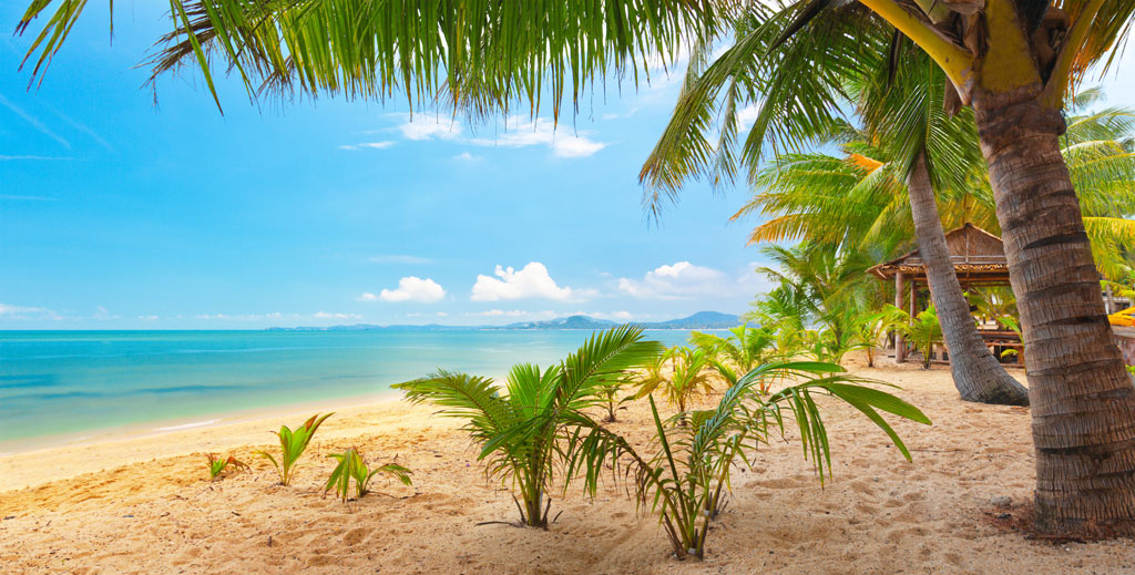 集图网 图片素材 自然风景 大海沙滩椰子树风光    收藏 关键词:大海