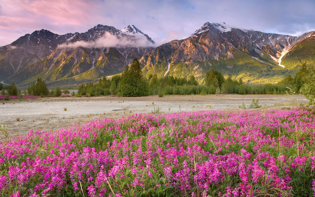 收藏 关键词:山脉鲜花风景摄影图片下载,山脉,鲜花,花丛,美丽风景