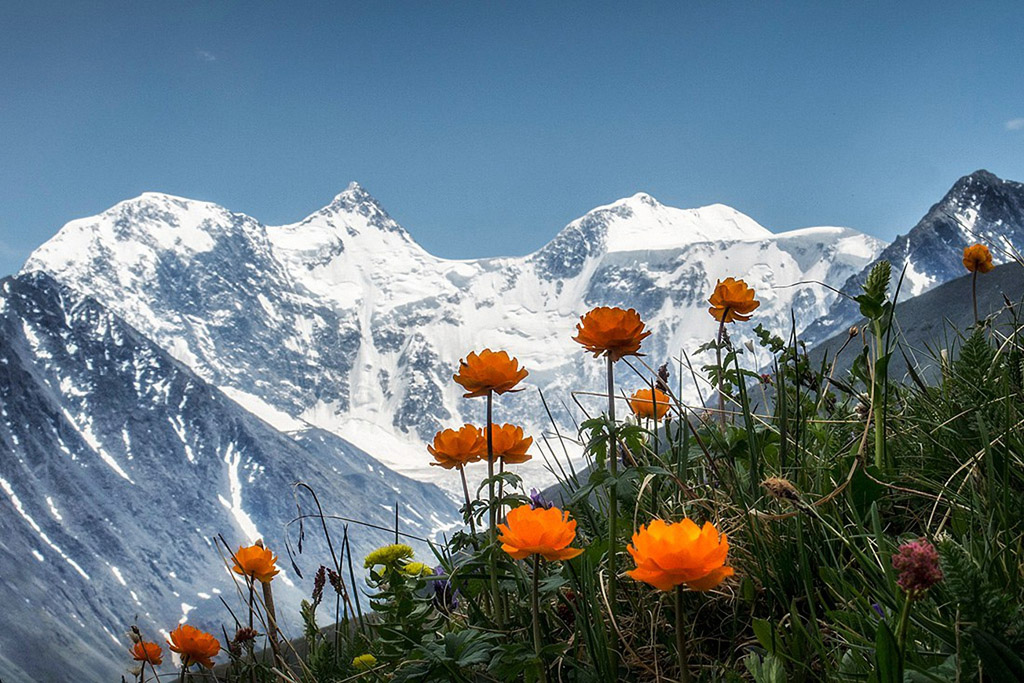 雪山花丛风景图片