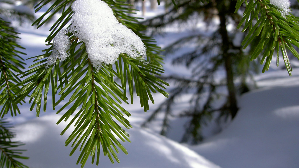 松树上的雪图片