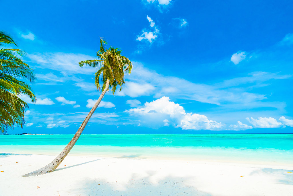海滩椰树风景 图片素材下载-其他风光-自然景观-图片