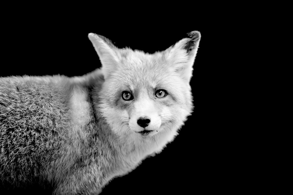 狐狸黑白摄影图片
