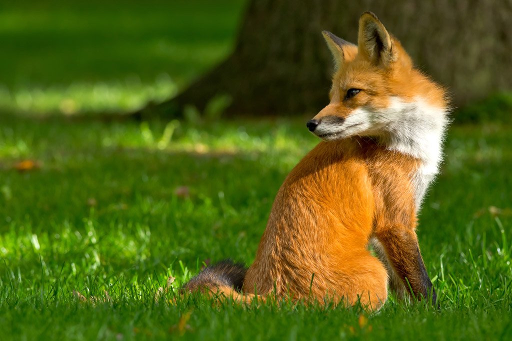 坐在草地上的狐狸图片