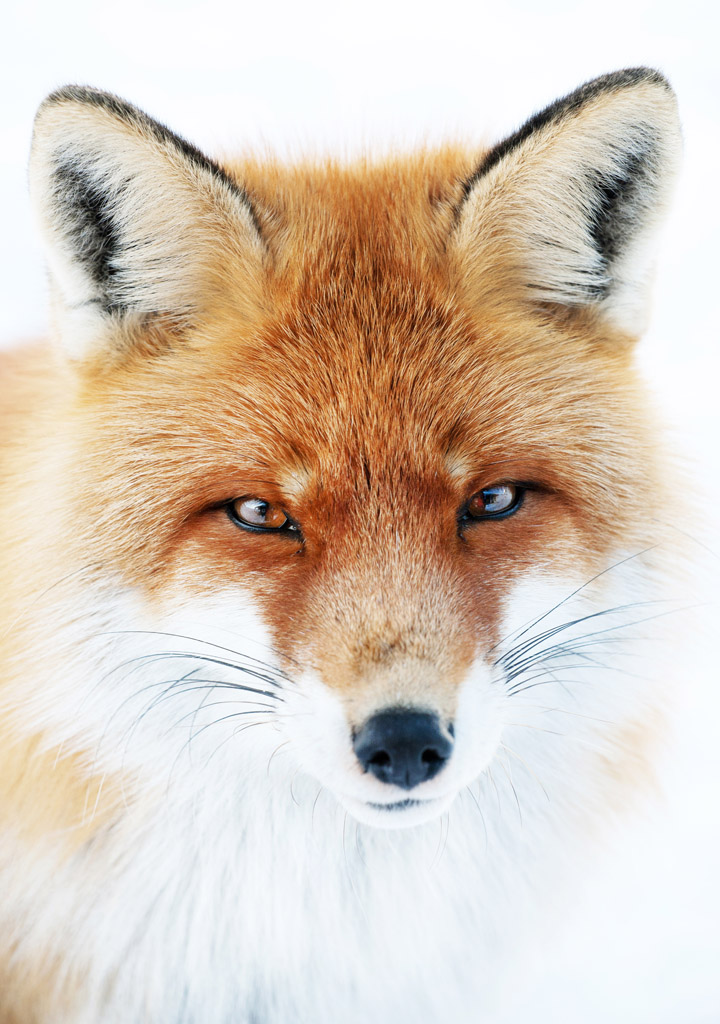 狐狸头部特写 图片素材下载-陆地动物-生物世界-图片