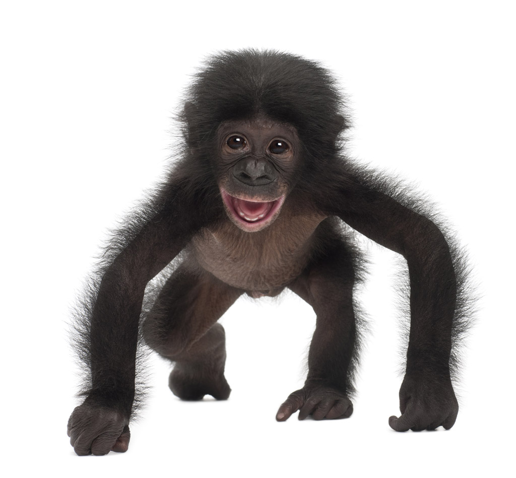 一只黑猴子图片素材下载(图片id:928050)_-陆地动物