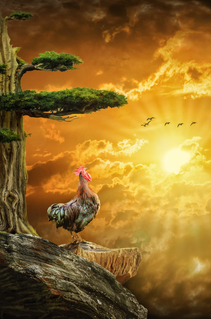 关键词:红日松树公鸡图片下载,高清图片,公鸡,大树,松树,红日,日出