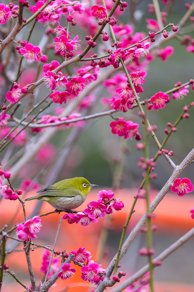 盛开的花朵小鸟