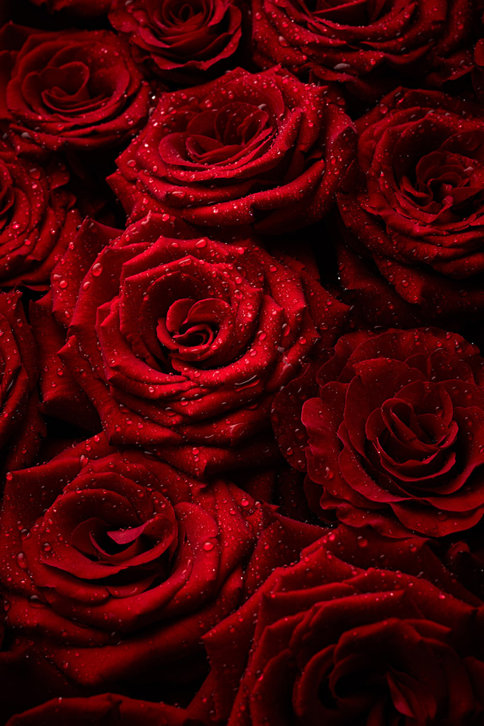 有水珠的玫瑰花图片素材下载(图片id:933440)_-其他