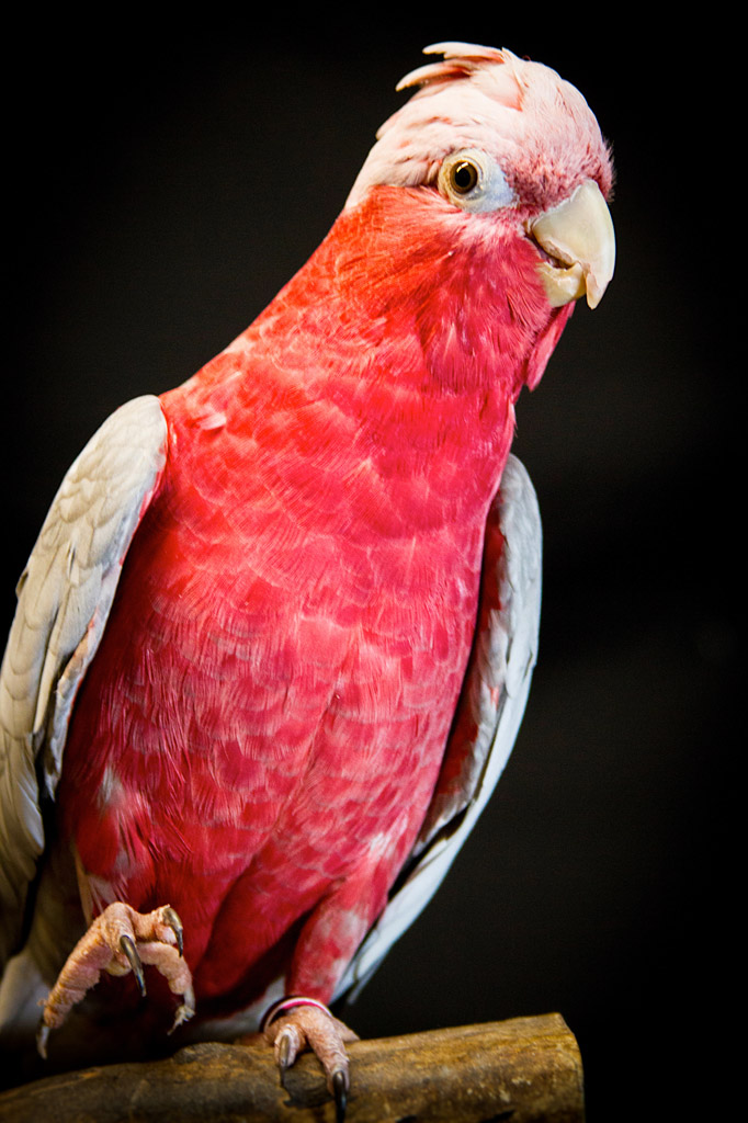 树枝红色鹦鹉图片