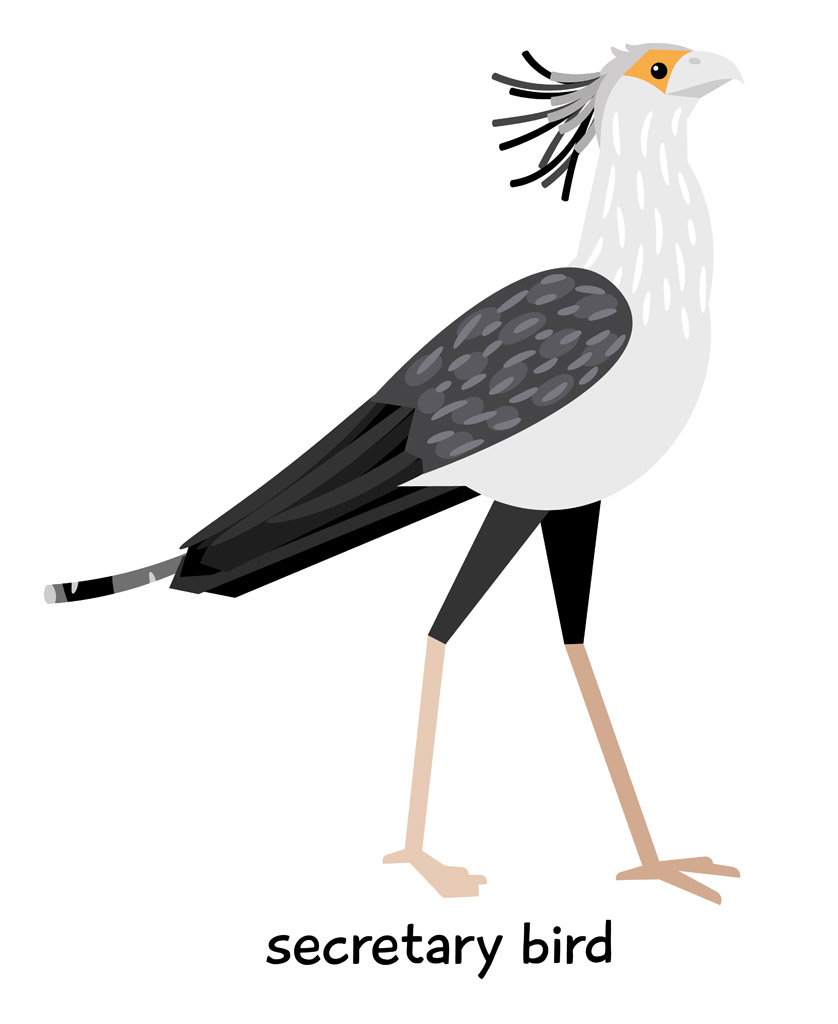 灰色长腿鸟图片